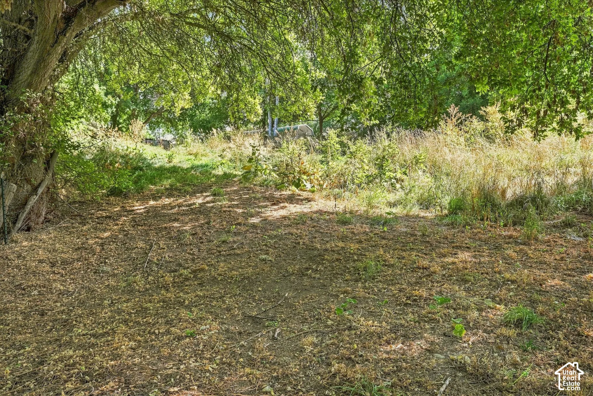 Mature trees providing natural shade and a varied ground cover