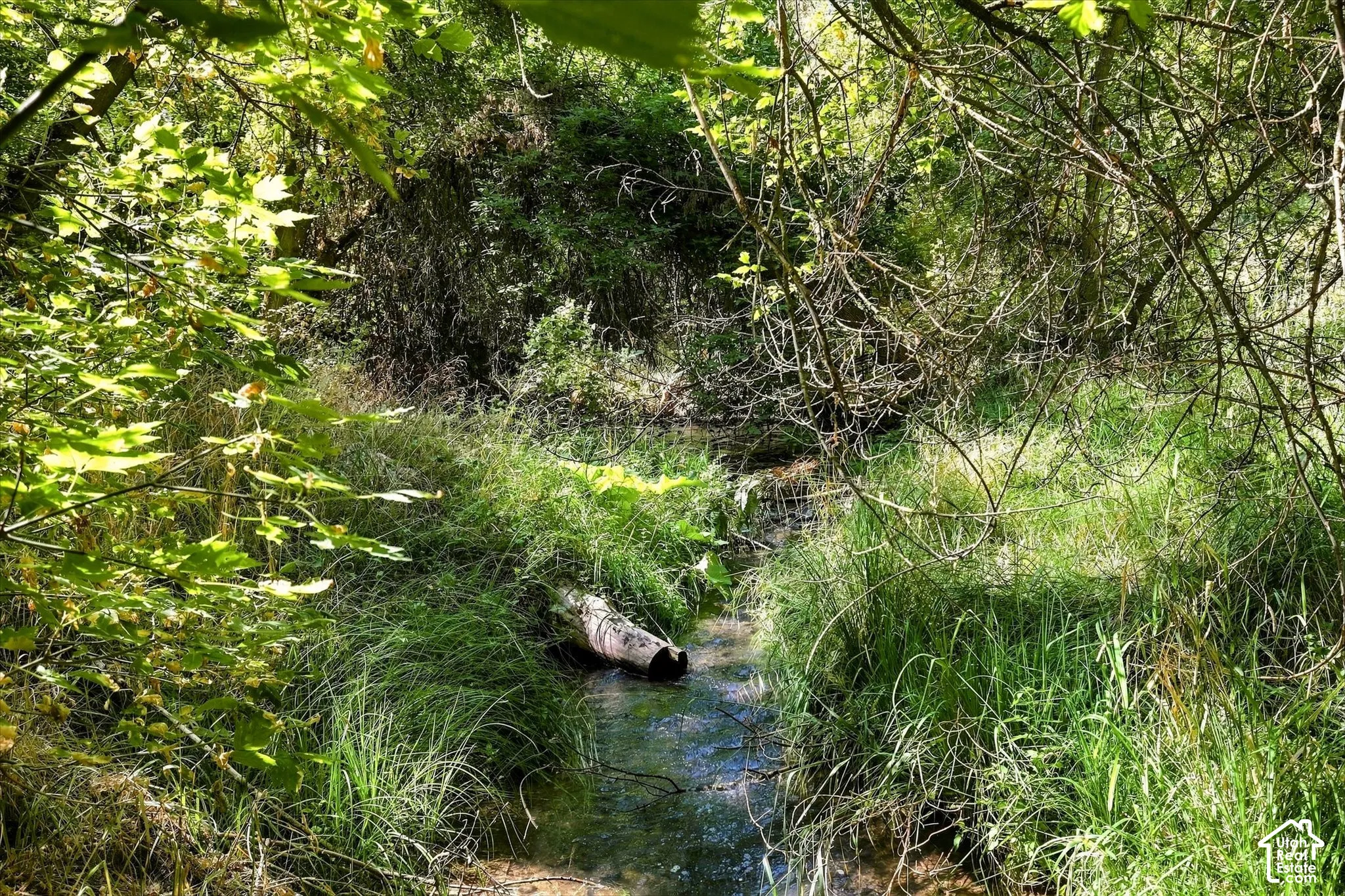 Natural water feature within a densely vegetated landscape! It's so beautiful!