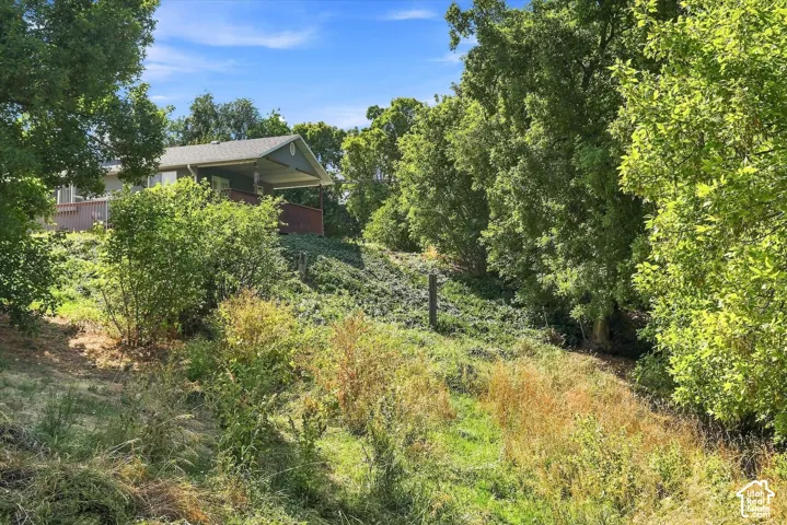 West side of the house ground cover and the hill heading towards the mature trees