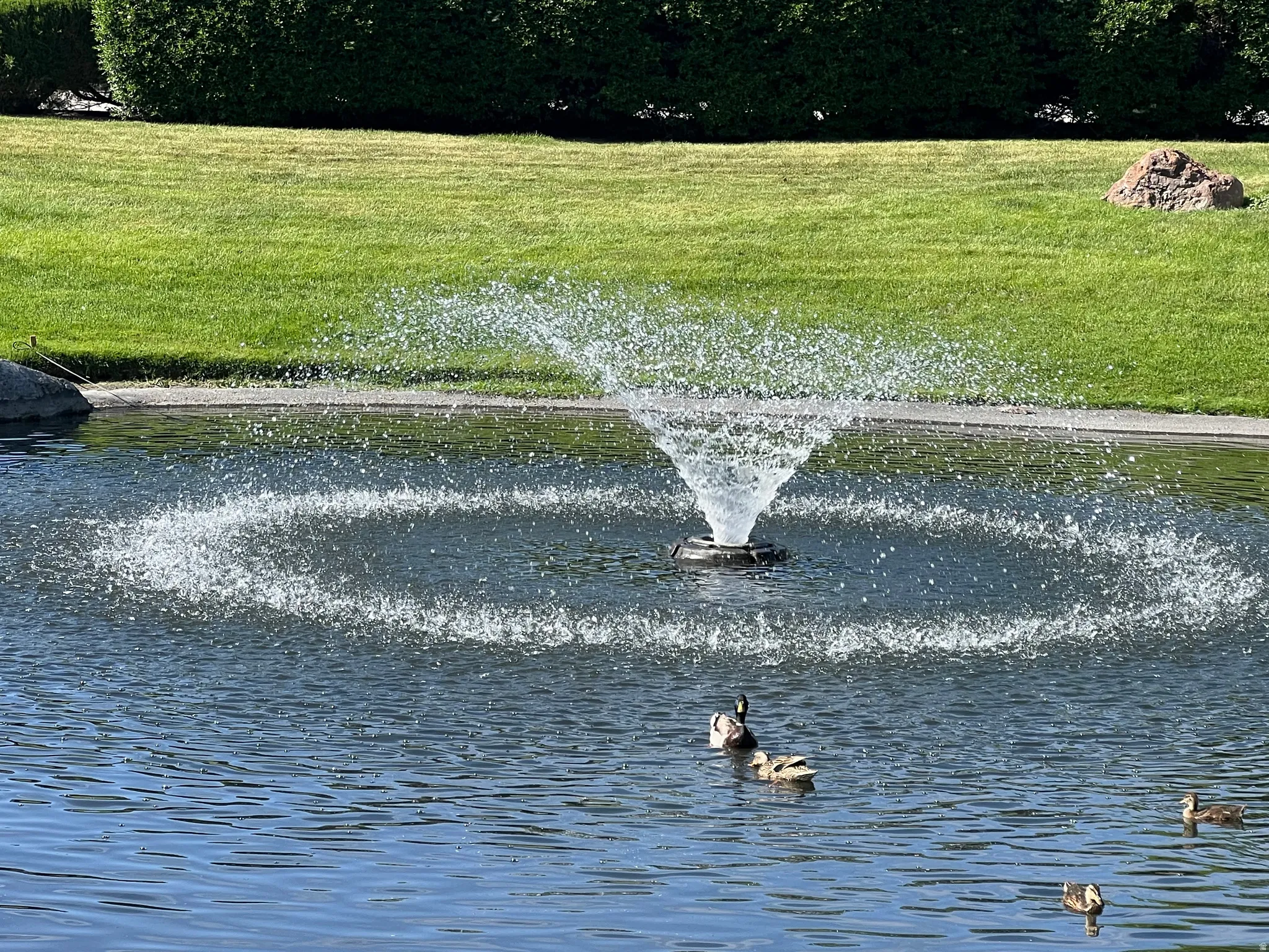 Water feature with a fountain spray, surrounded by a green lawn and mature shrubs