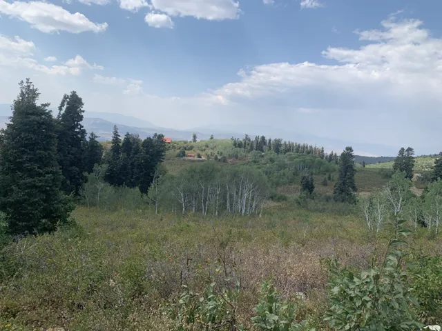 Expansive natural landscape featuring varied tree species and distant mountain ranges
