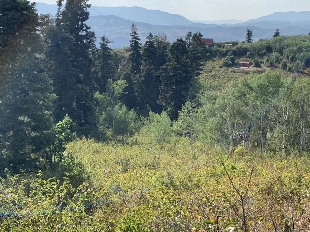 Expansive natural landscape featuring varied tree species, distant mountainous terrain, and sloped topography
