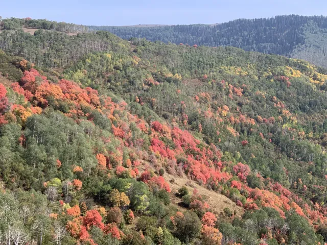 Expansive mountainous landscape featuring diverse tree coverage and vibrant seasonal foliage