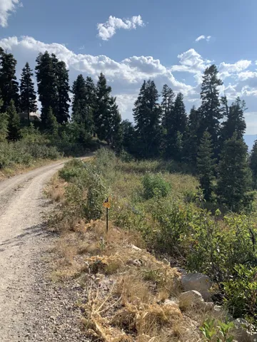 Gravel road winding through a natural, undeveloped landscape with abundant evergreen trees and various brush
