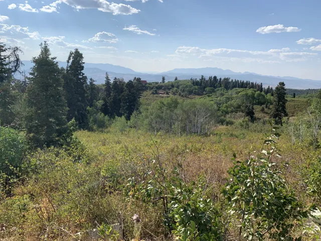 Expansive natural landscape featuring diverse foliage, mature evergreen trees, and distant mountain ranges
