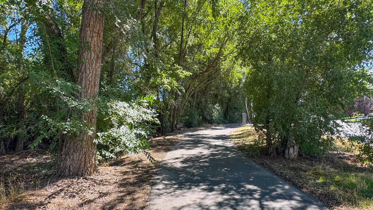 Paved pathway with mature trees and dense foliage