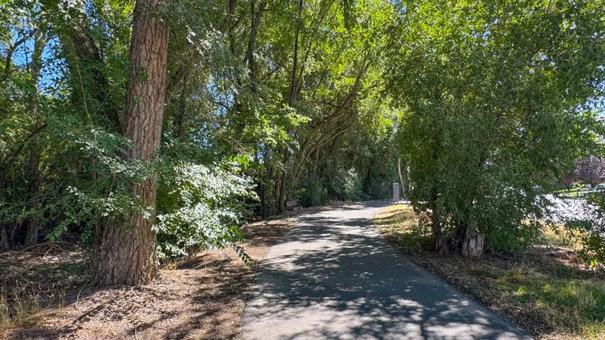 Paved pathway with mature trees and dense foliage