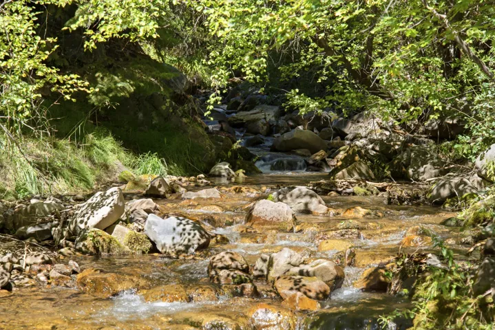 Natural water feature with flowing stream, surrounded by abundant green foliage and moss-covered rocks