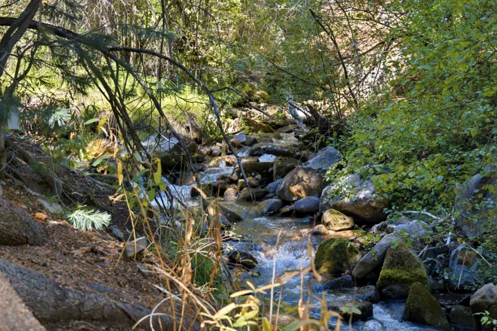 Natural creek with flowing water, surrounded by lush foliage and mature trees