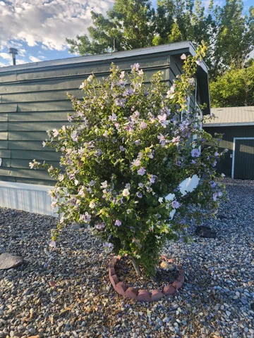 Exterior featuring green horizontal siding, gravel landscaping, a flowering shrub, and a small outbuilding