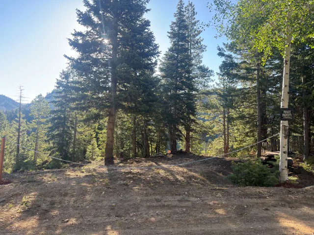 Mountainous landscape with abundant mature evergreen trees