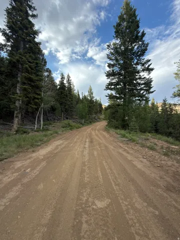 Gravel road bordered by mature evergreen trees