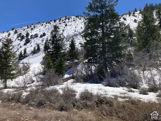 Snow-covered hillside with evergreen trees and natural vegetation