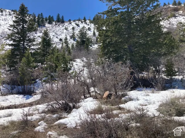 Snow-covered terrain with coniferous trees, bare deciduous shrubs, and exposed rock formations
