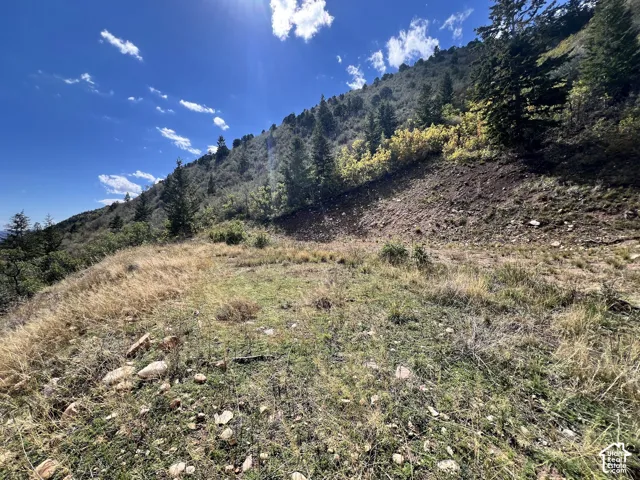 Sloping land with natural ground cover and sparse trees