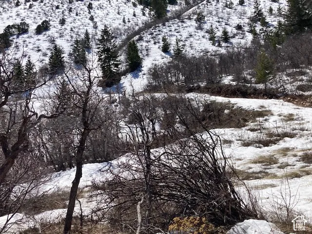 Snow-covered terrain with scattered evergreen and deciduous trees