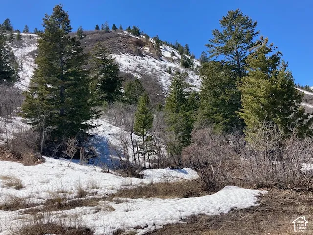 Mountainous terrain featuring evergreen trees and natural vegetation