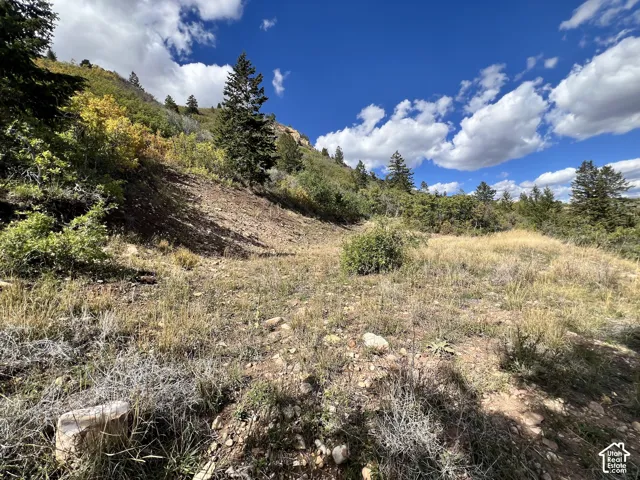 Expansive natural terrain featuring mature evergreen trees and varied ground cover