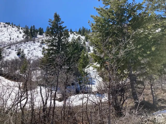 Snow-covered hillside with evergreen trees