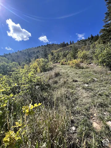 Sloping terrain with natural vegetation, featuring mature trees and varied foliage under a bright sky