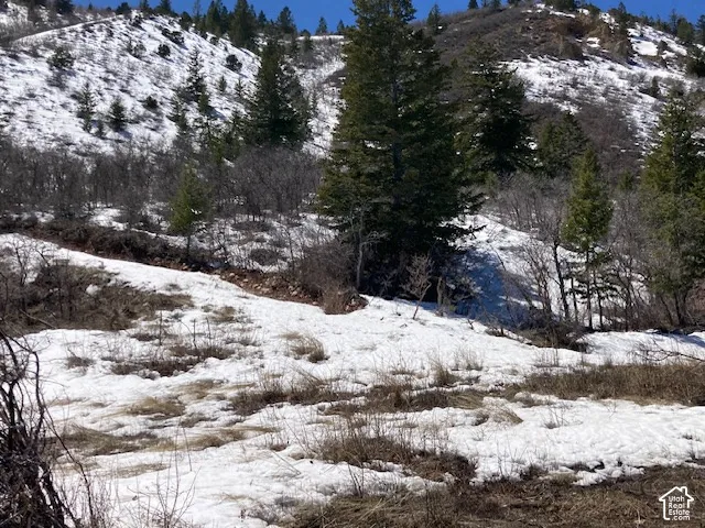 Rolling terrain with evergreen trees and natural vegetation