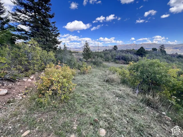 Expansive natural landscape featuring lush trees and varied shrubbery