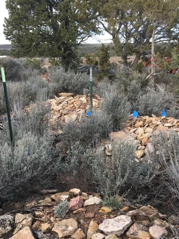 Blue flagging on property corners