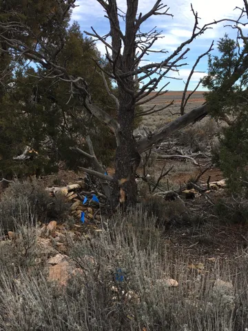 Blue flagging on property corners