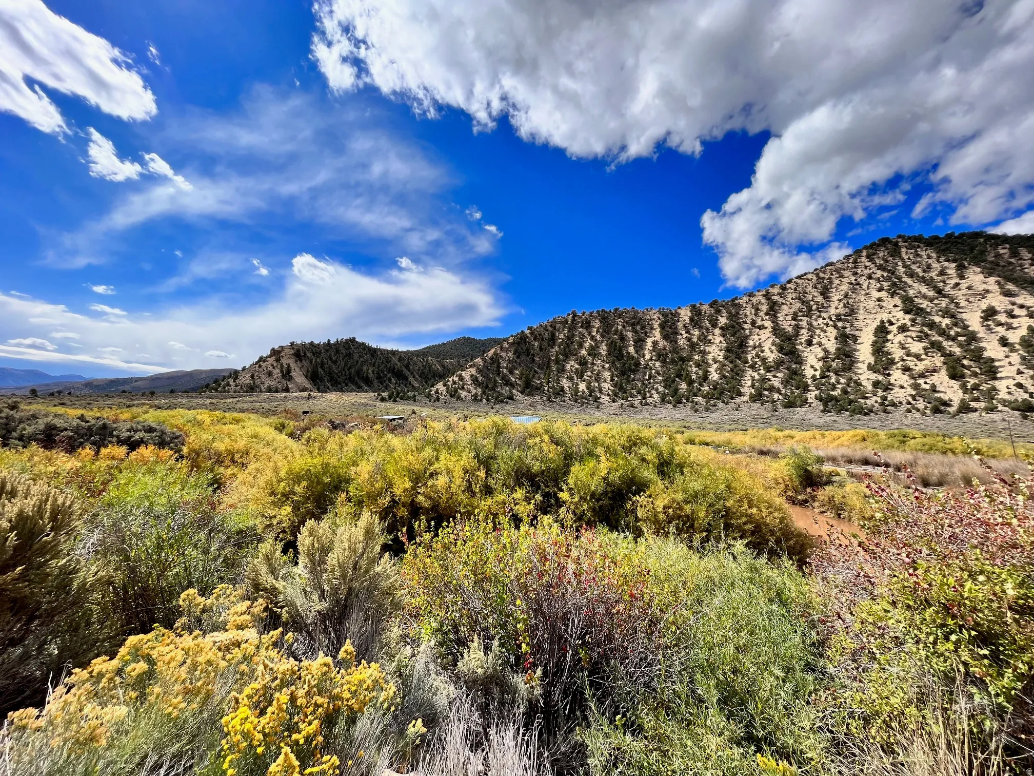 Expansive landscape featuring diverse shrubbery, distant mountains, and a clear blue sky with clouds