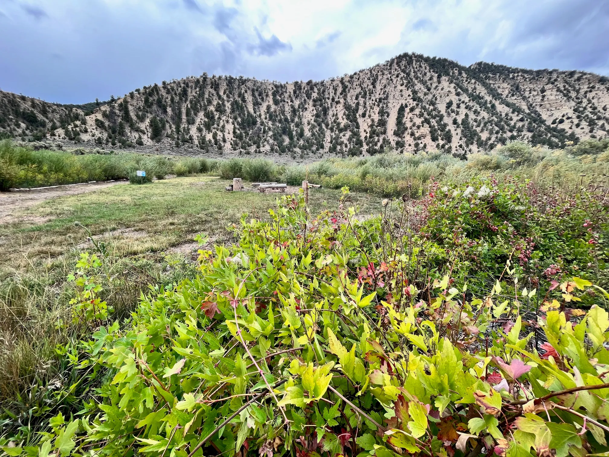 Expansive natural landscape with a distant mountain backdrop, featuring diverse foliage and open grassy areas