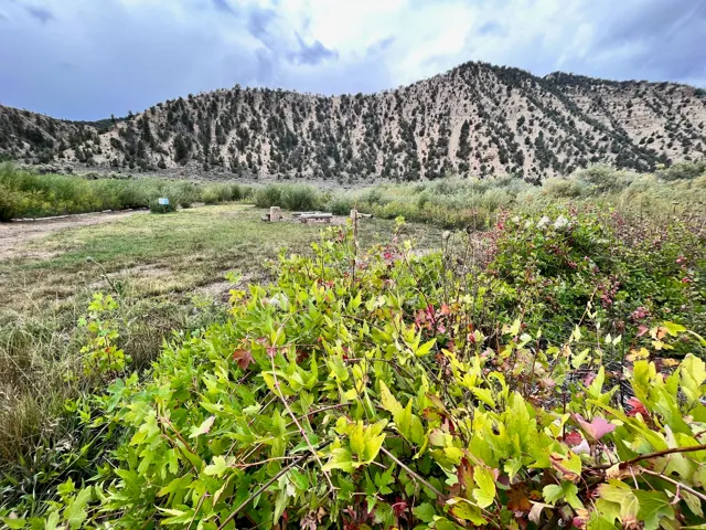 Expansive natural landscape featuring a mountain backdrop, verdant ground cover, and distant shrubbery
