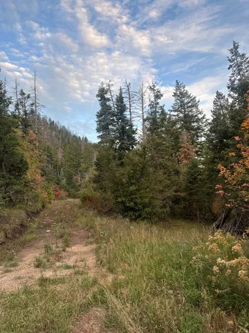 Wooded terrain featuring a mix of evergreen and deciduous trees, with an unpaved path