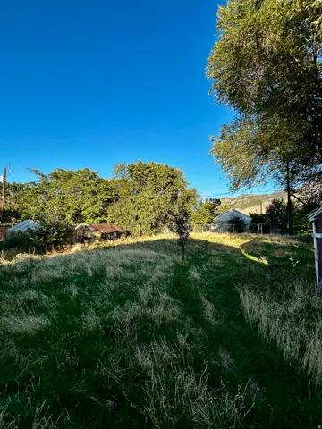 Expansive outdoor space with mature trees and a clear sky backdrop