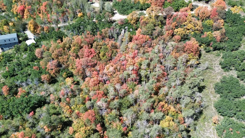 Expansive treed landscape with varied foliage colors