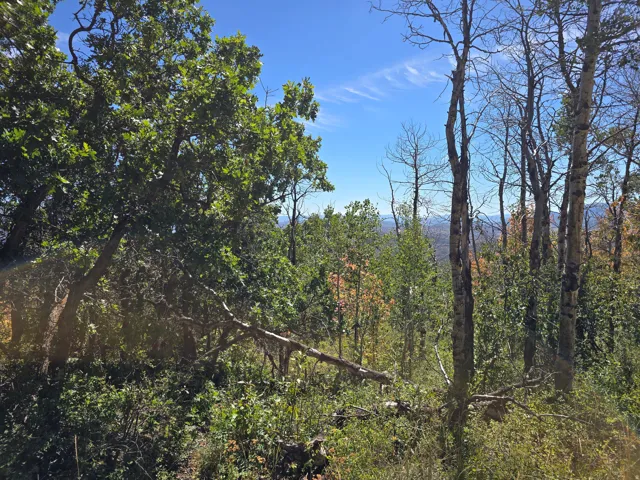 Wooded natural landscape with diverse tree types
