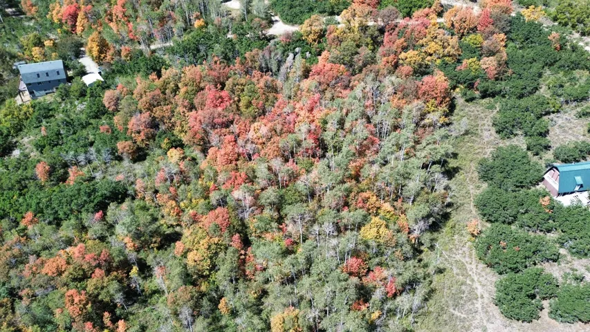 Expansive wooded lot featuring mature trees with seasonal foliage