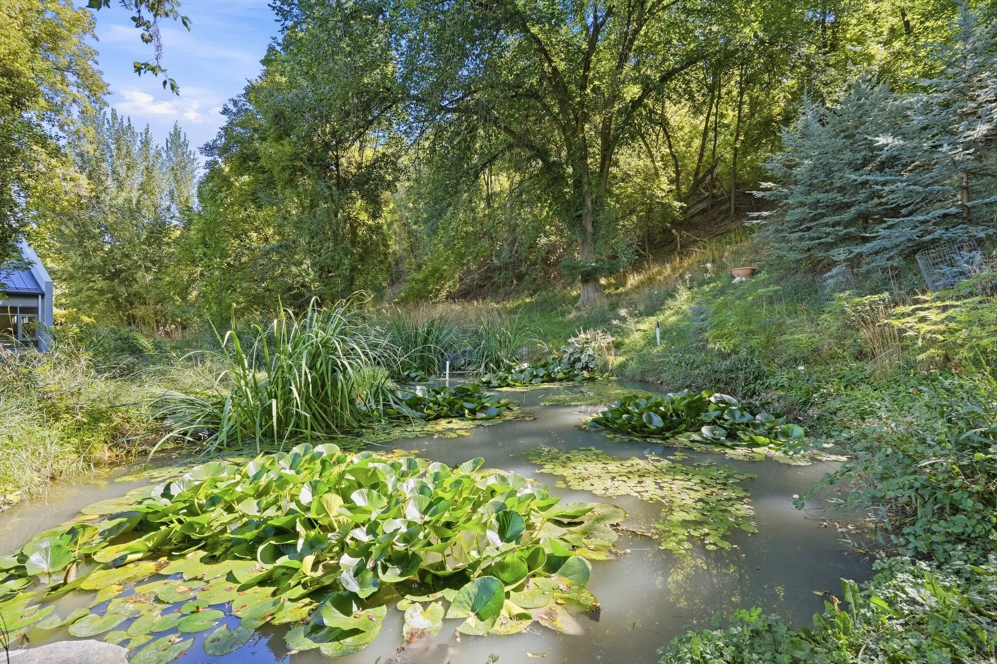Pond with lily pads, surrounded by mature trees, and natural landscaping