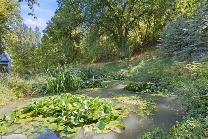 Koi pond with lily pads, surrounded by mature trees, and natural landscaping