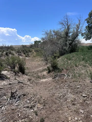 Expansive natural landscape with varied terrain and established trees under a clear sky