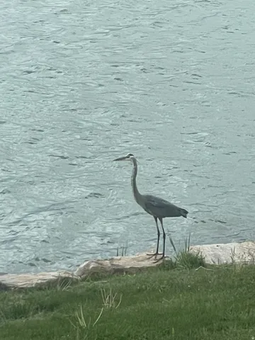 The herons are majestic!