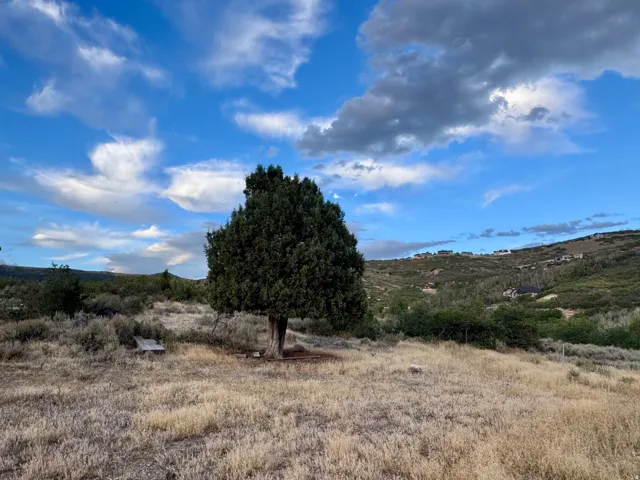 Expansive grassy lot with a mature tree
