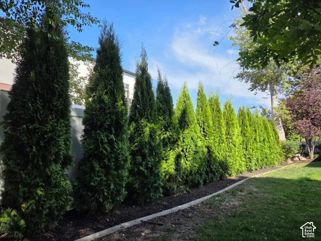 Mature evergreen tree line, manicured lawn, and concrete curbing bordering a dark mulch garden bed