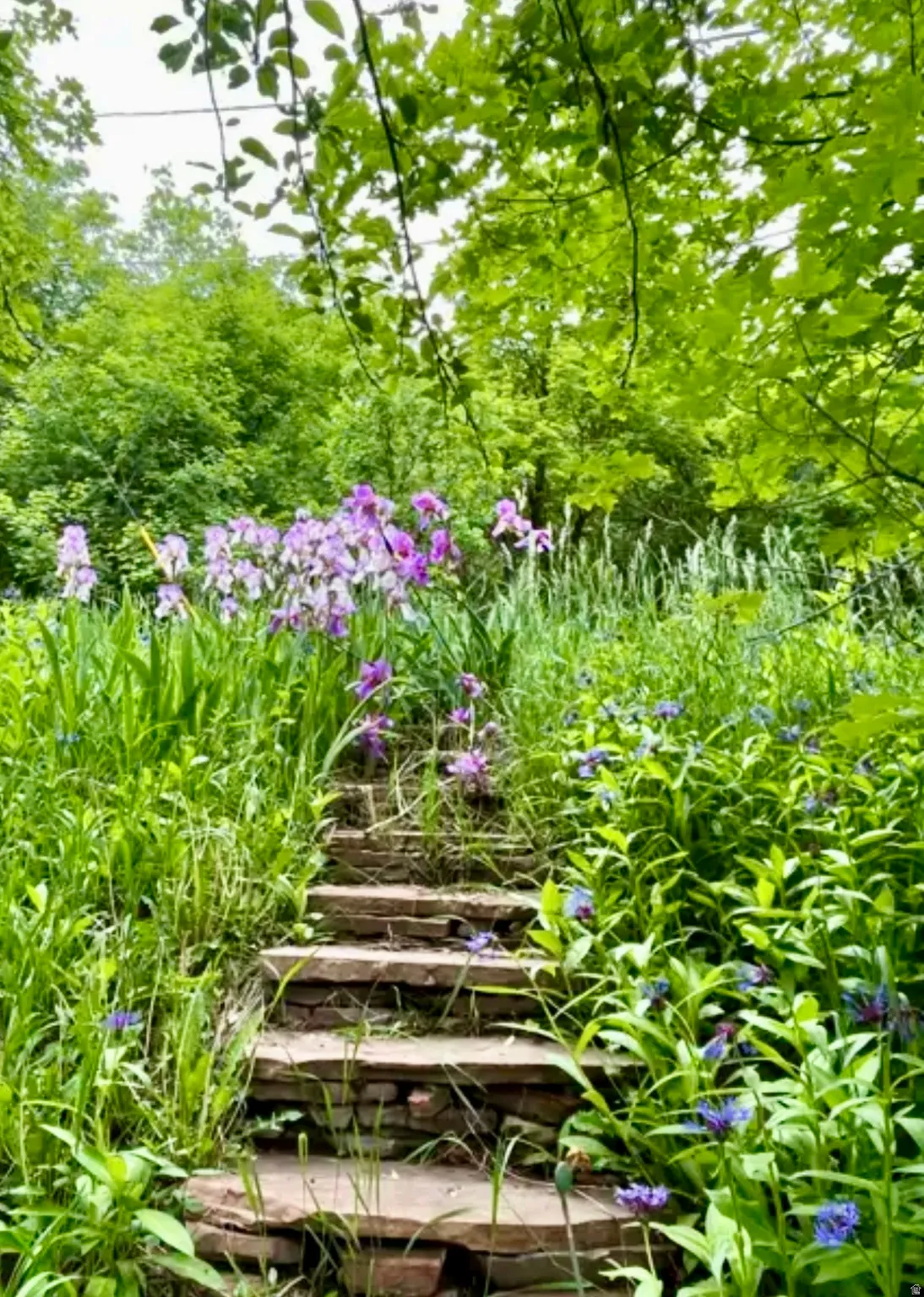 Stone stair pathway bordered by lush greenery and flowering plants