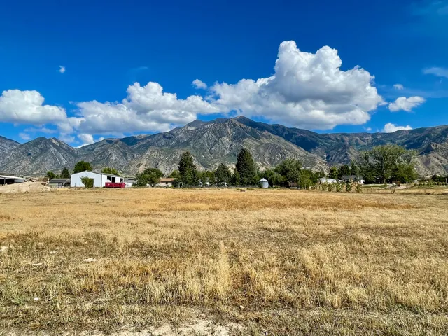 shown in late summer