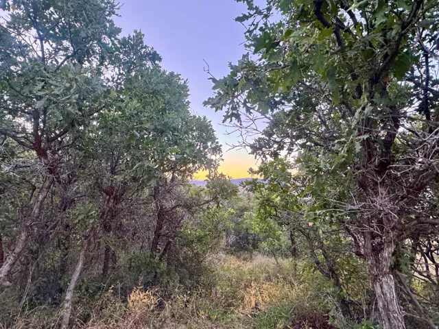 Mature tree canopy with abundant foliage