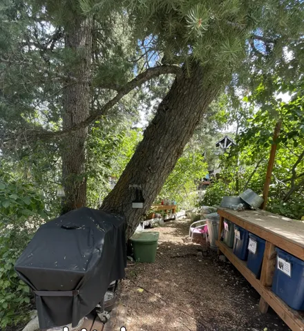 Mature trees providing natural shade