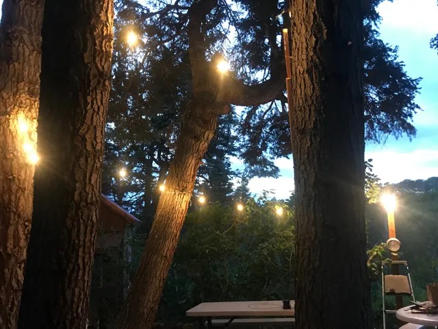 Mature trees with string lighting