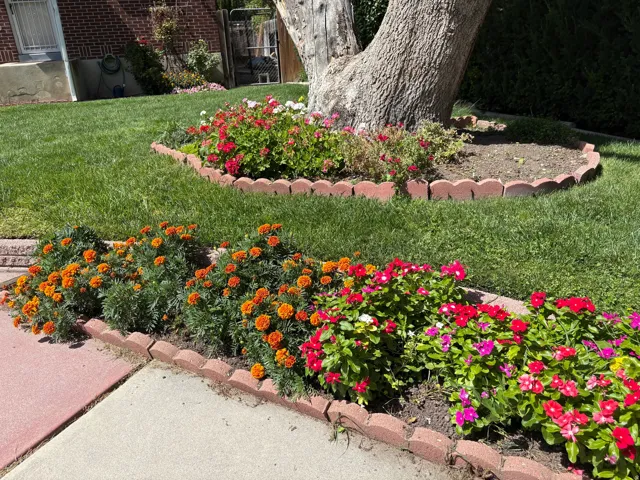 Manicured lawn with brick edging, vibrant flower beds, and mature tree