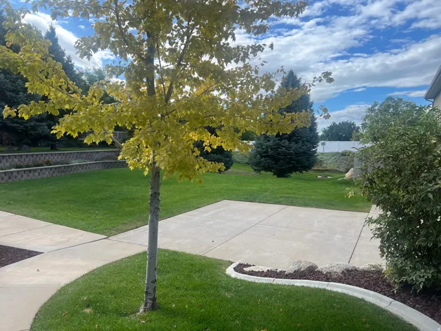 Back yard of club house