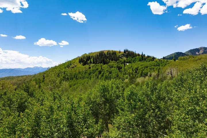 Mountainous terrain featuring diverse tree coverage under a clear sky